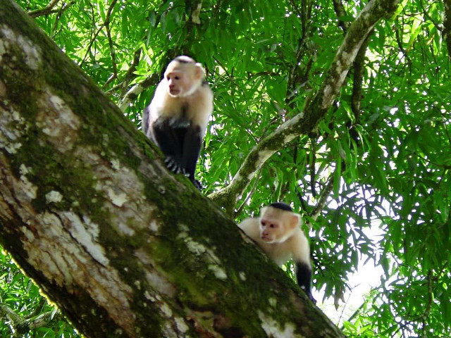 Monkeys forest branch leaves sunlight free wallpaper for desktop - medium preview image