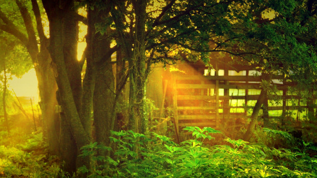 Wooden gate forest trees grass free wallpaper for desktop - medium preview image