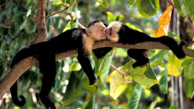 Sleeping monkeys tree branch leaves free wallpaper for desktop - medium preview image