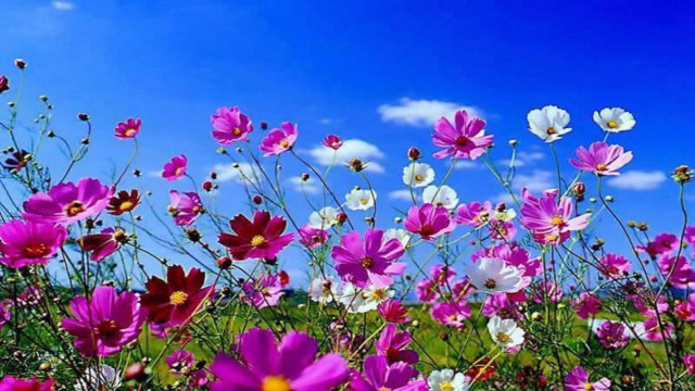 Field of flowers blue sky #2 free wallpaper for desktop - medium preview image