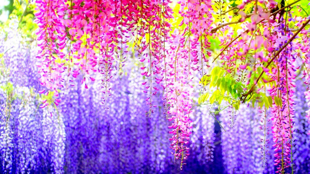 Purple flowers hanging tree branch free wallpaper for desktop - medium preview image