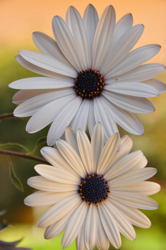White flowers yellow background blurry free wallpaper for mobile - medium preview image