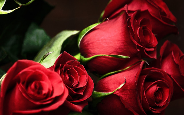 Red roses green stems flower free wallpaper for desktop - medium preview image