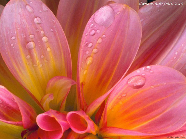 Pink flower water droplets green #11 free wallpaper for desktop - medium preview image