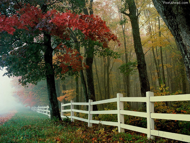 White fence forest autumn matte free wallpaper for desktop - medium preview image