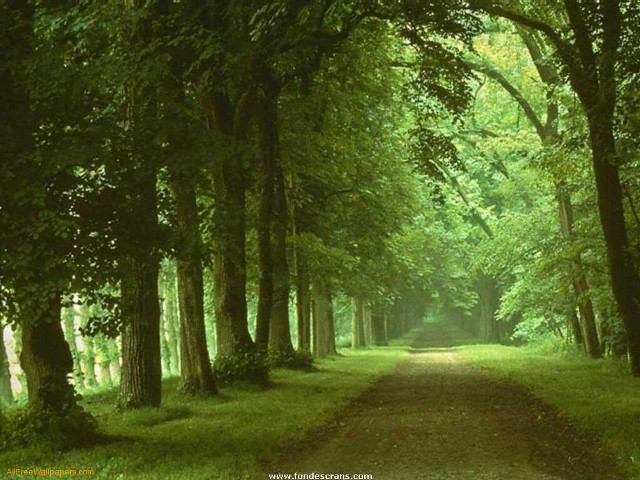 Dirt road surrounded by trees #2 free wallpaper for desktop - medium preview image