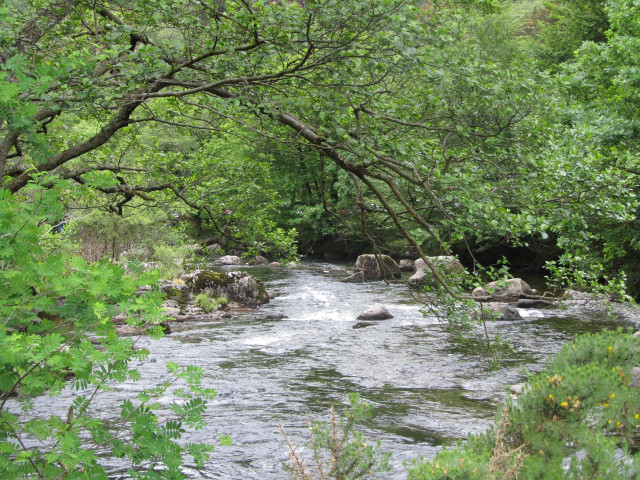 Stream lush green forest trees #4 free wallpaper for desktop - medium preview image