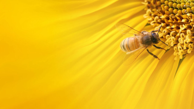 Bee sitting sunflower yellow background free wallpaper for desktop - medium preview image