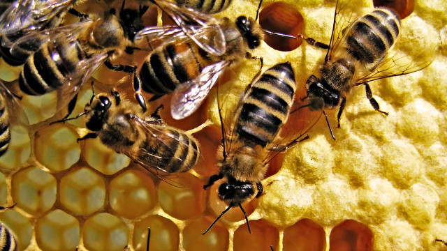 Bees honeycomb honey cells group free wallpaper for desktop - medium preview image