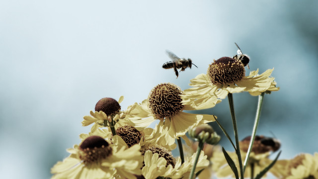 Bee yellowflowers blueSky macro angelwings free wallpaper for desktop - medium preview image