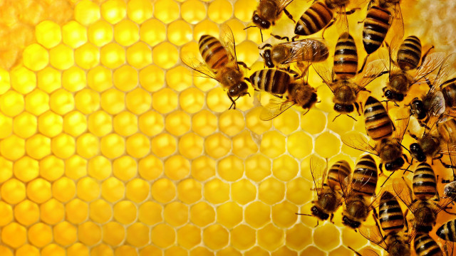 Bees honeycomb honey background honeycomb free wallpaper for desktop - medium preview image