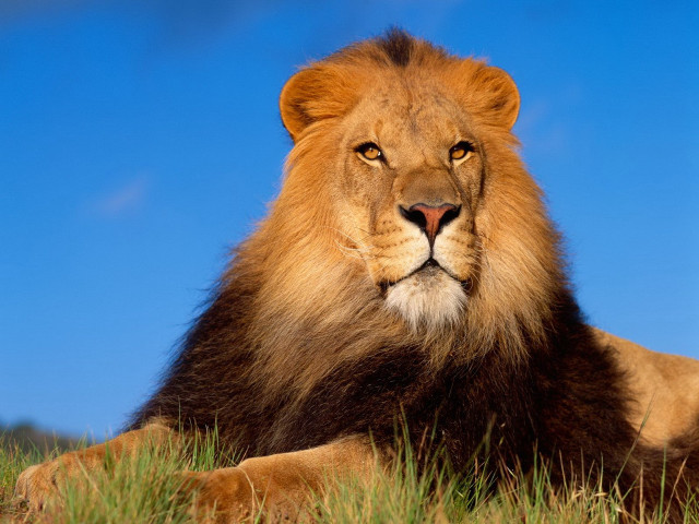 Lion laying grass blue sky free wallpaper for desktop - medium preview image
