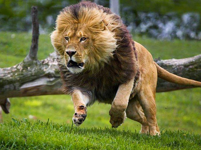 Lion running grassy field fallen free wallpaper for desktop - medium preview image