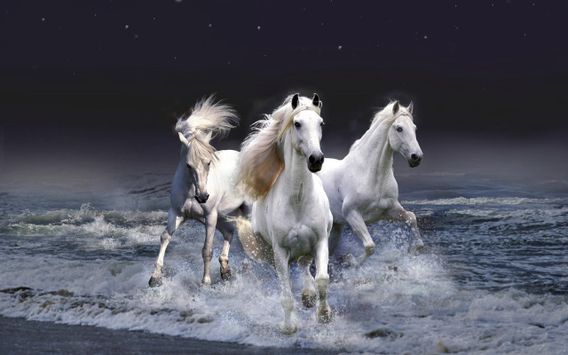 Three white horses running water #2 free wallpaper for desktop - medium preview image