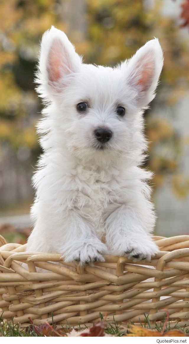 Small white dog basket grass free wallpaper for mobile - medium preview image