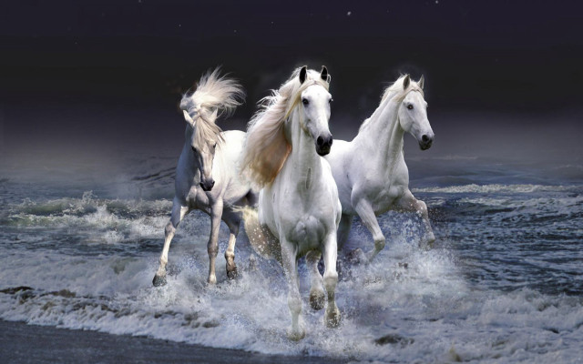 Three white horses running water #3 free wallpaper for desktop - medium preview image