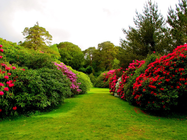 Lush green field flower path free wallpaper for desktop - medium preview image