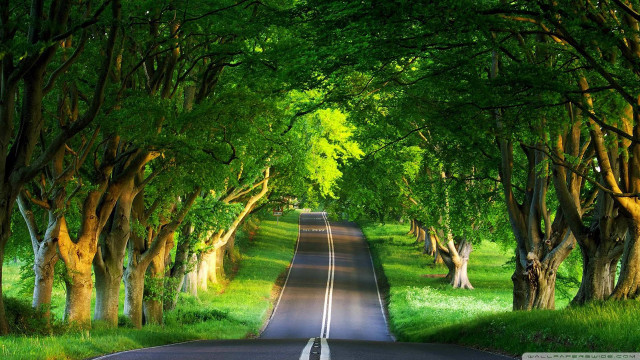 Tree lined road nature scenery free wallpaper for desktop - medium preview image