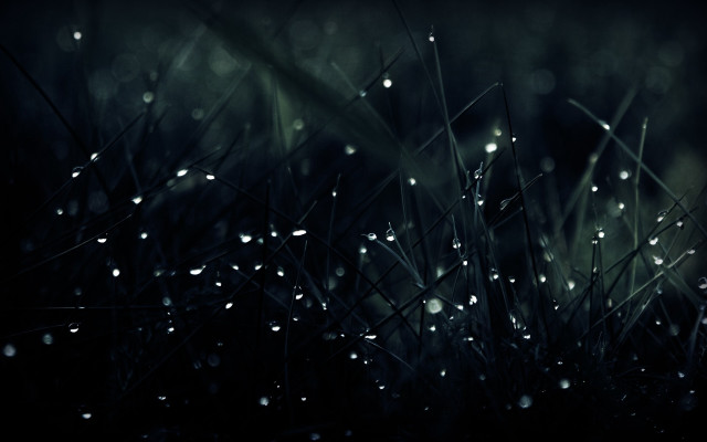 Grass water drops macro rain free wallpaper for desktop - medium preview image