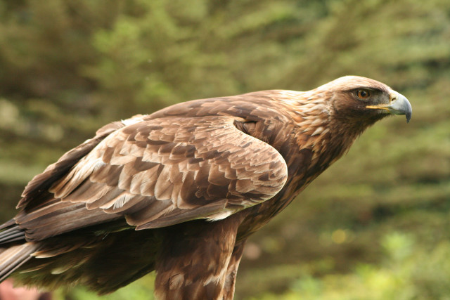 Bird prey hand forest blurry free wallpaper for desktop - medium preview image