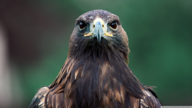 Owl bird portrait naturalism chica free wallpaper for desktop - medium preview image
