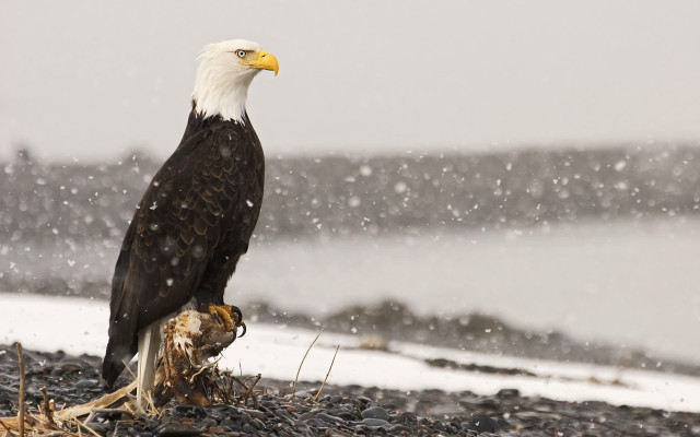 Bald eagle branch snow fish free wallpaper for desktop - medium preview image