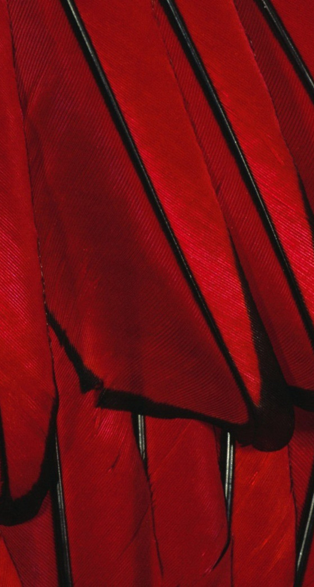 Red feather black tips photorealism free wallpaper for mobile - medium preview image