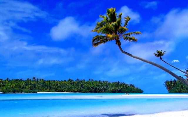 Palm tree beach ocean sky free wallpaper for desktop - medium preview image