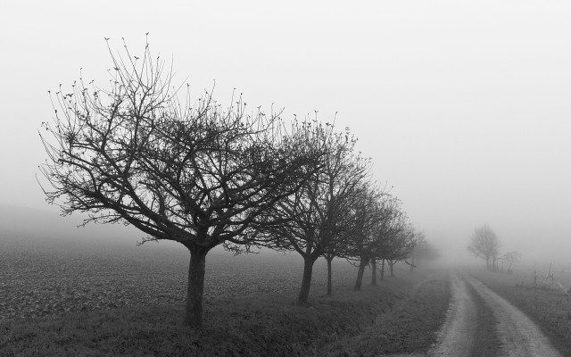 Foggy road trees dirt road free wallpaper for desktop - medium preview image