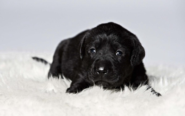 Black puppy white rug sad free wallpaper for desktop - medium preview image