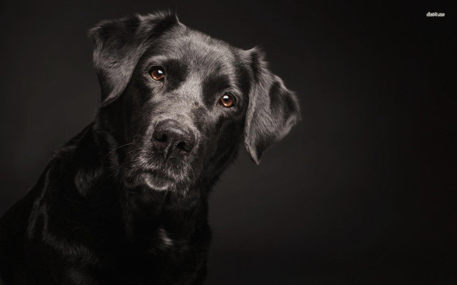 Black dog sad looking camera #2 free wallpaper for desktop - medium preview image