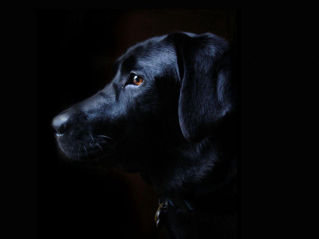 Black dog collar looking distance free wallpaper for desktop - medium preview image