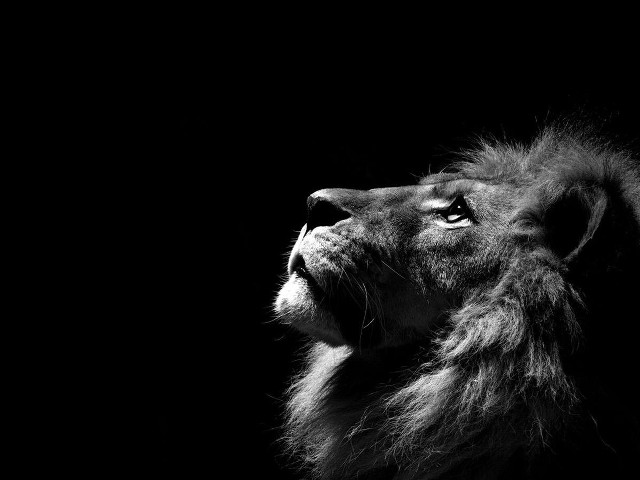Lion looking up black background free wallpaper for desktop - medium preview image