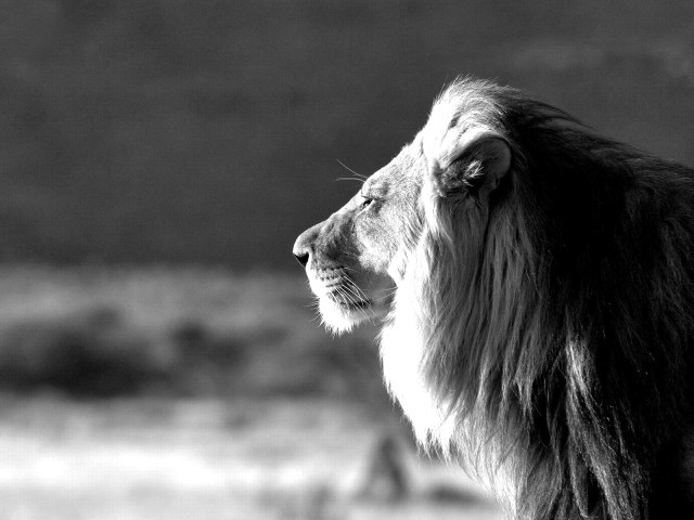 Lion looking away black white free wallpaper for desktop - medium preview image