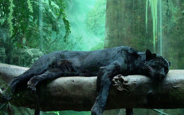 Black cat sleeping log forest #2 free wallpaper for desktop - medium preview image