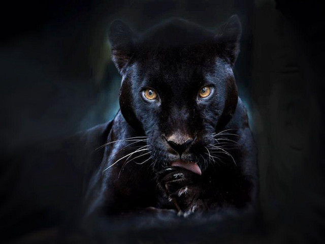 Black panther yellow eyes black free wallpaper for desktop - medium preview image