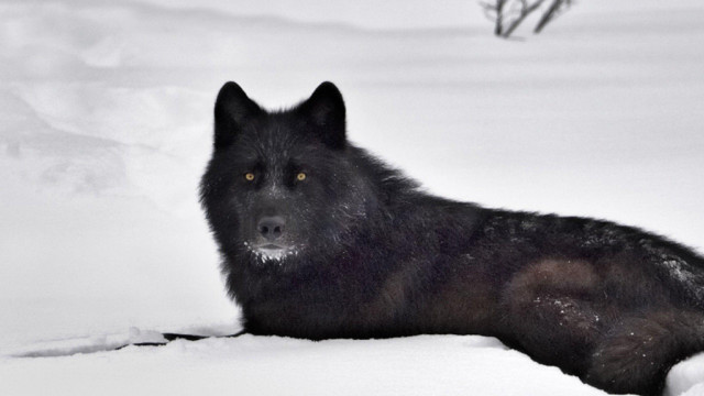 Black wolf snow looking sad free wallpaper for desktop - medium preview image