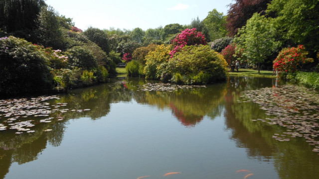Pond fish trees flowers park free wallpaper for desktop - medium preview image
