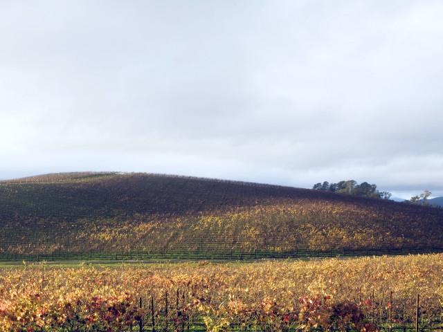 Vineyard hill cloudy sky background free wallpaper for desktop - medium preview image