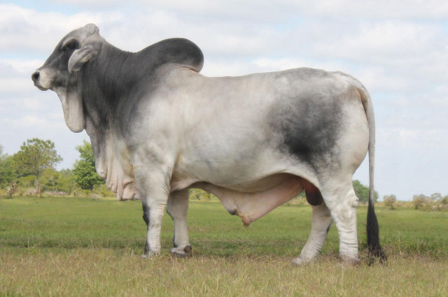 Large cow field trees sky free wallpaper for desktop - medium preview image