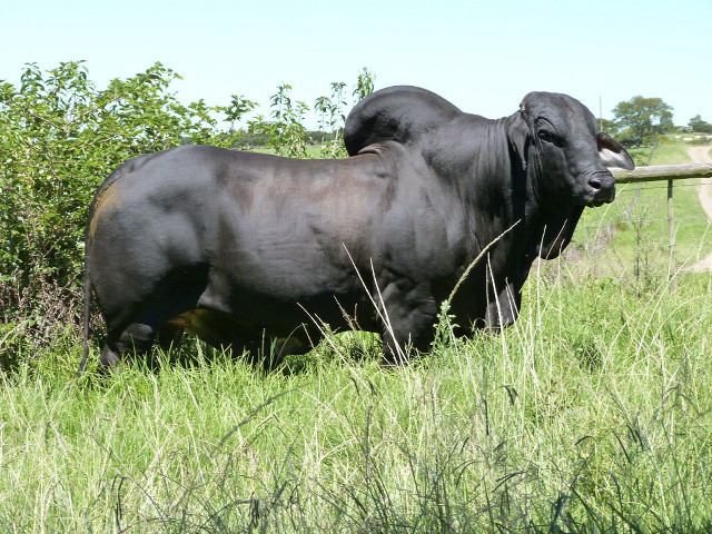 Black bull field fence bushes free wallpaper for desktop - medium preview image