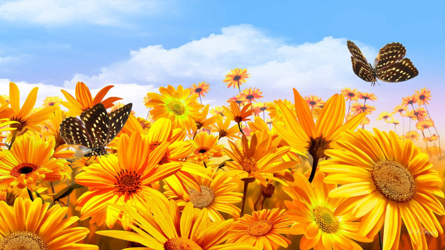 Yellow flowers butterflies flying sky #2 free wallpaper for desktop - medium preview image