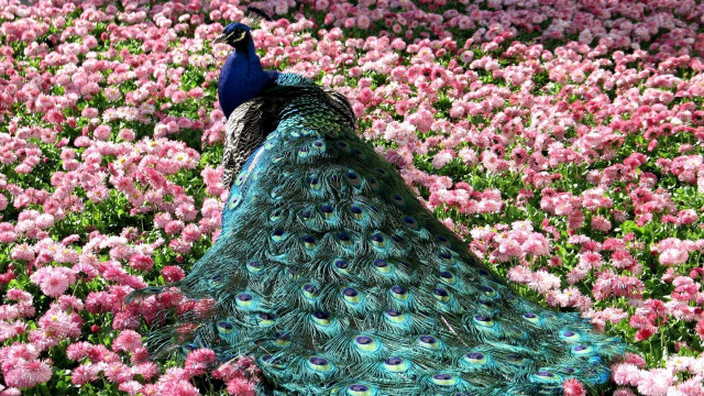 Peacock field flowers tail feathers free wallpaper for desktop - medium preview image