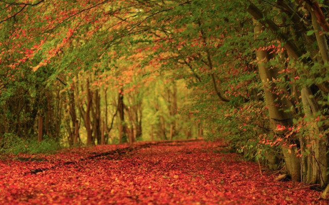 Forest path red leaves trees free wallpaper for desktop - medium preview image