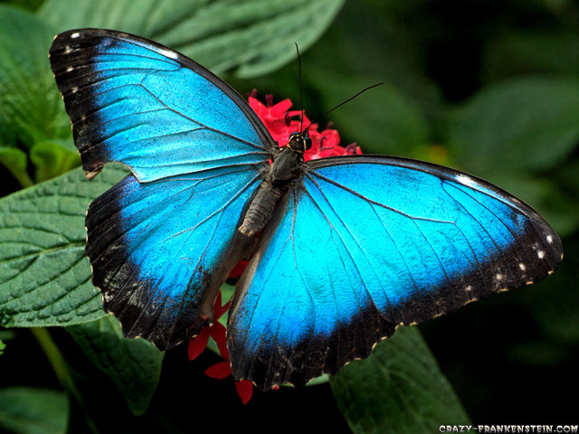 Blue butterfly black wings red free wallpaper for desktop - medium preview image