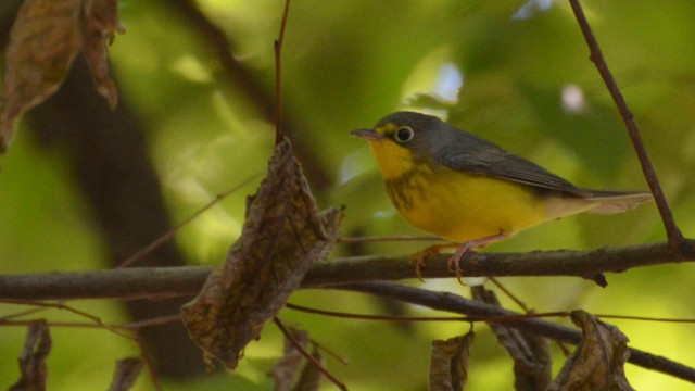 Small yellow bird perched branch free wallpaper for desktop - medium preview image