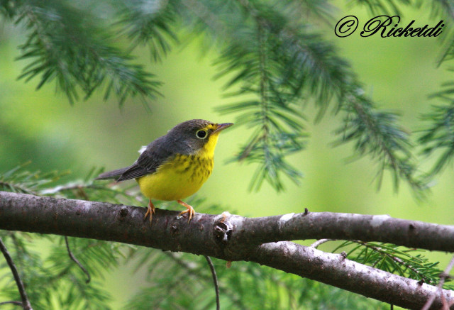 Small bird forest bamboo nature free wallpaper for desktop - medium preview image