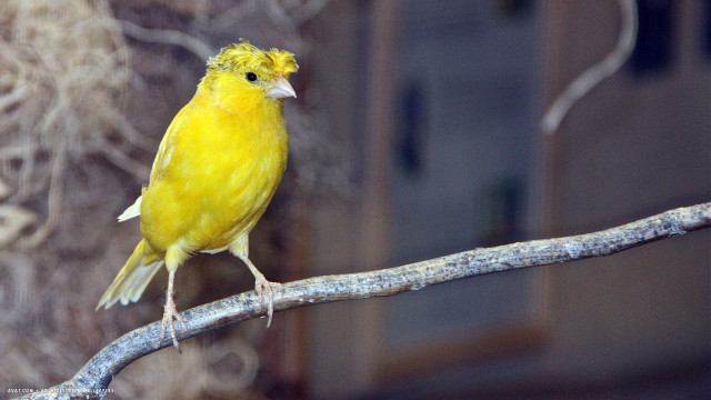 Yellow bird perched branch tree free wallpaper for desktop - medium preview image
