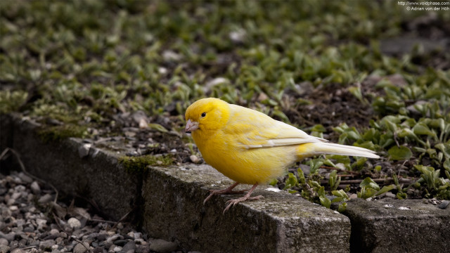 Yellow bird brick ledge grass free wallpaper for desktop - medium preview image