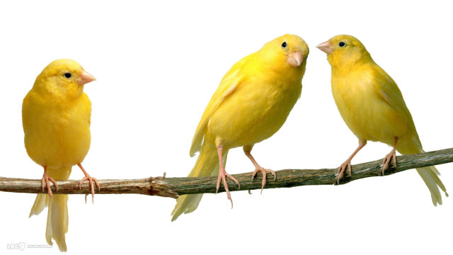 Three yellow birds branch white free wallpaper for desktop - medium preview image